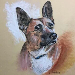 Pet portrait of a German Shepherd in pastel