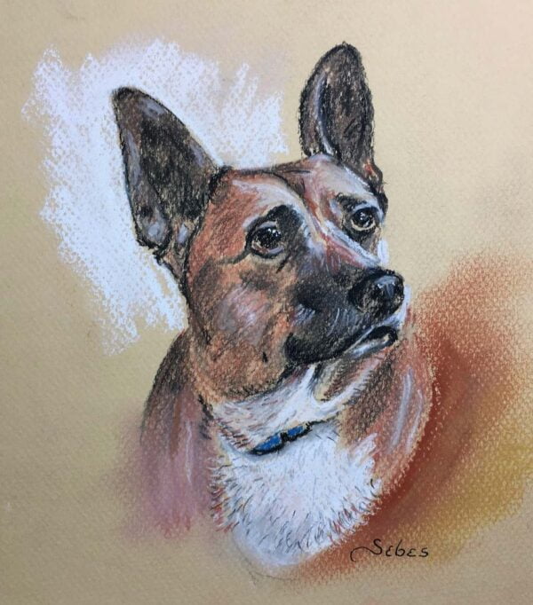 Pet portrait of a German Shepherd in pastel