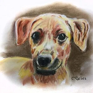 Pet portrait of a dog in pastel